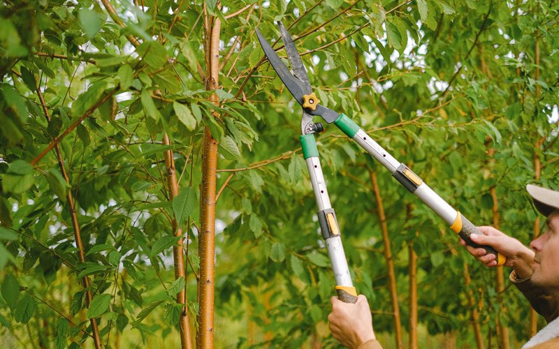 Tree trimming in Garden City, MO